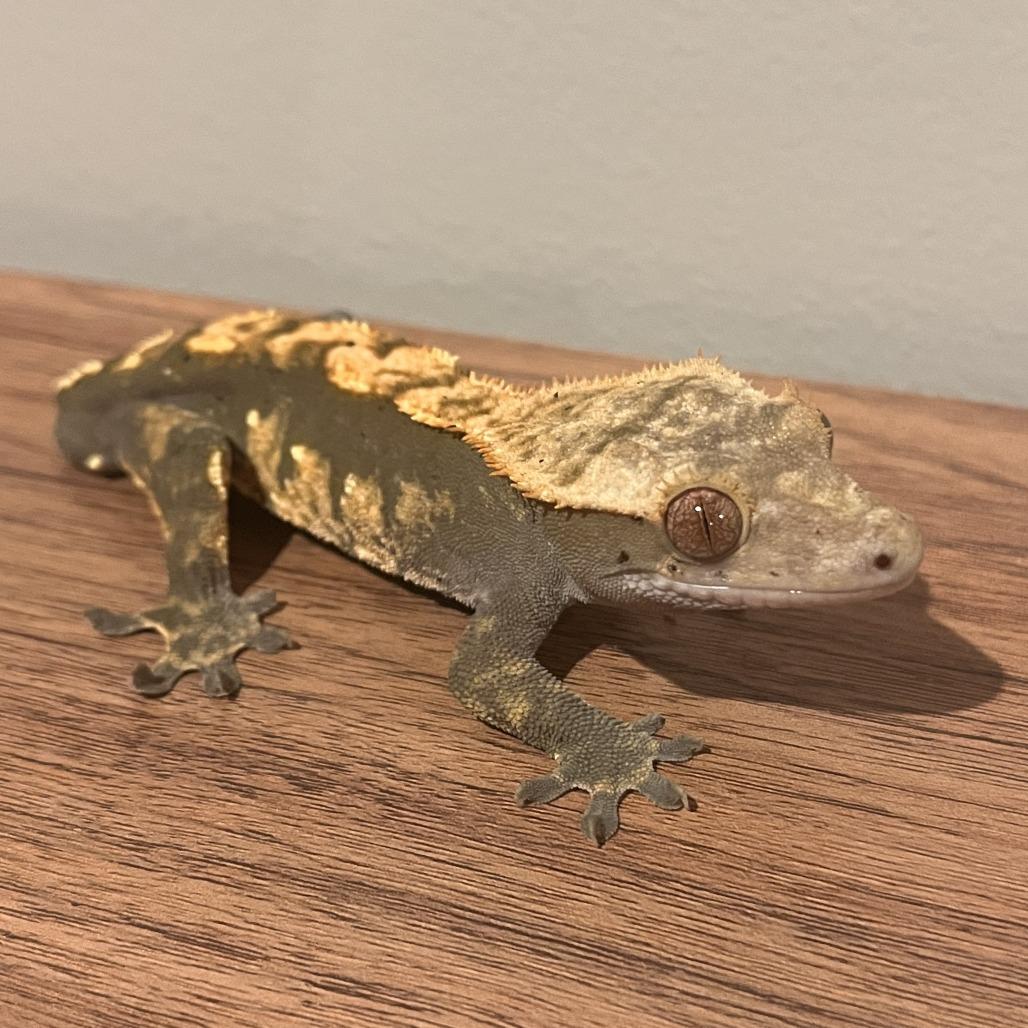 Enlarge Mt Dew, a Adoptable Gecko in Frederick, MD image 3/3