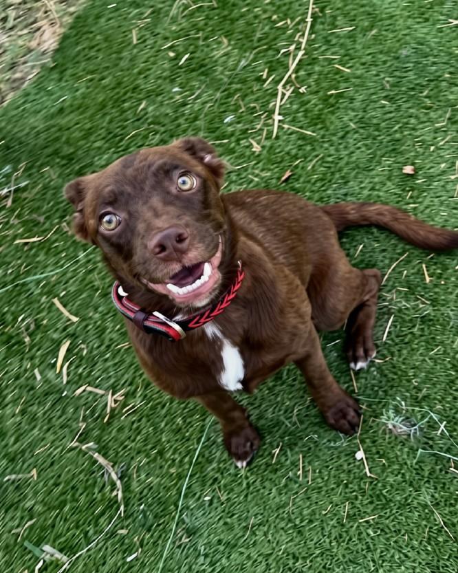 Baby, a ADOPTABLE mixed breed in Winsted, CT image 3/3