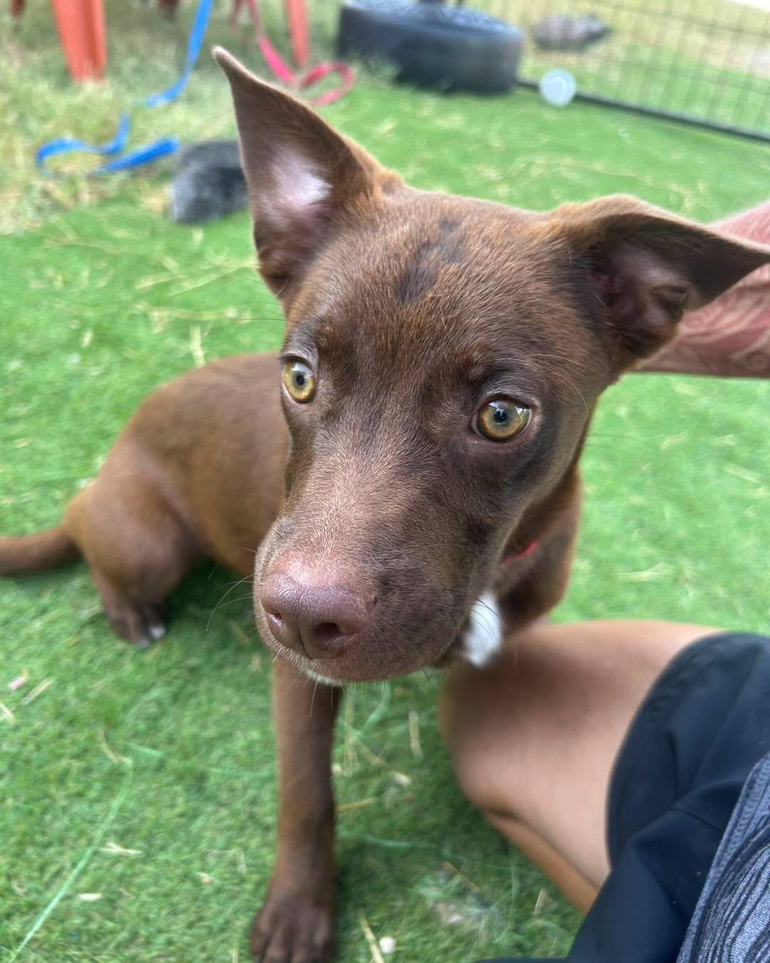 Baby, ADOPTABLE, Puppy Female Chocolate Labrador Retriever & Chihuahua.
