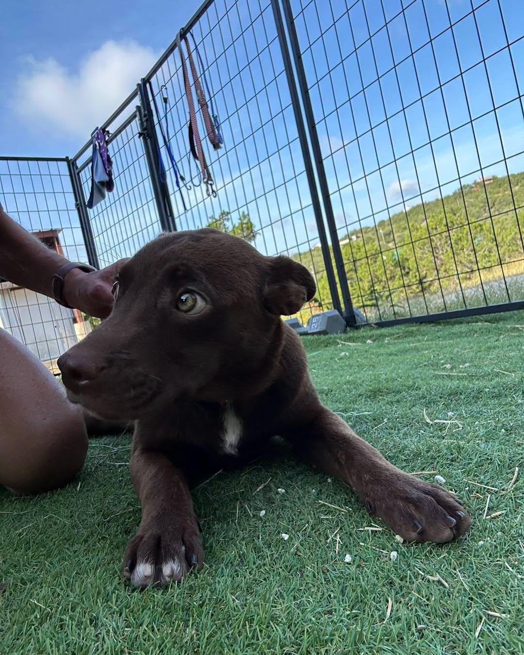 Baby, a ADOPTABLE mixed breed in Winsted, CT image 2/3