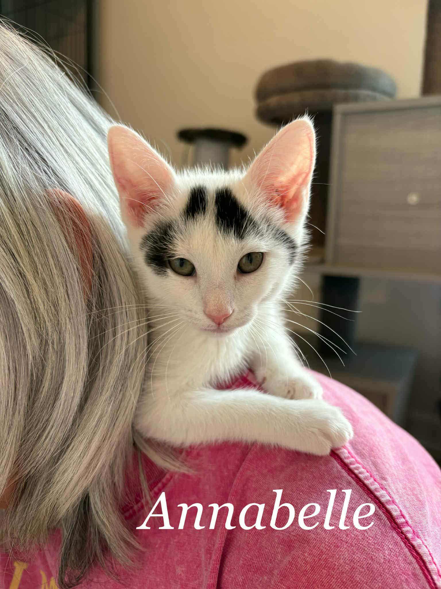 Annabelle, Adopted, Kitten Female Domestic Short Hair.