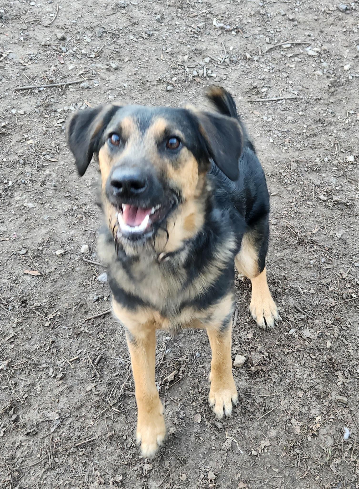 Enlarge Harley, an adoptable mixed breed in Liberty Center, OH image 2/6