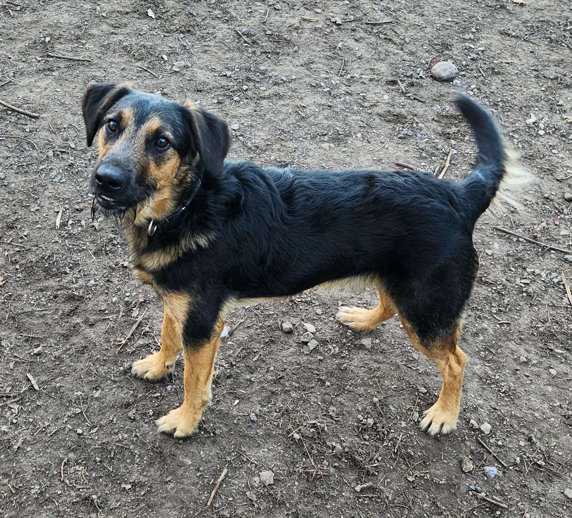 Enlarge Harley, an adoptable mixed breed in Liberty Center, OH image 5/6