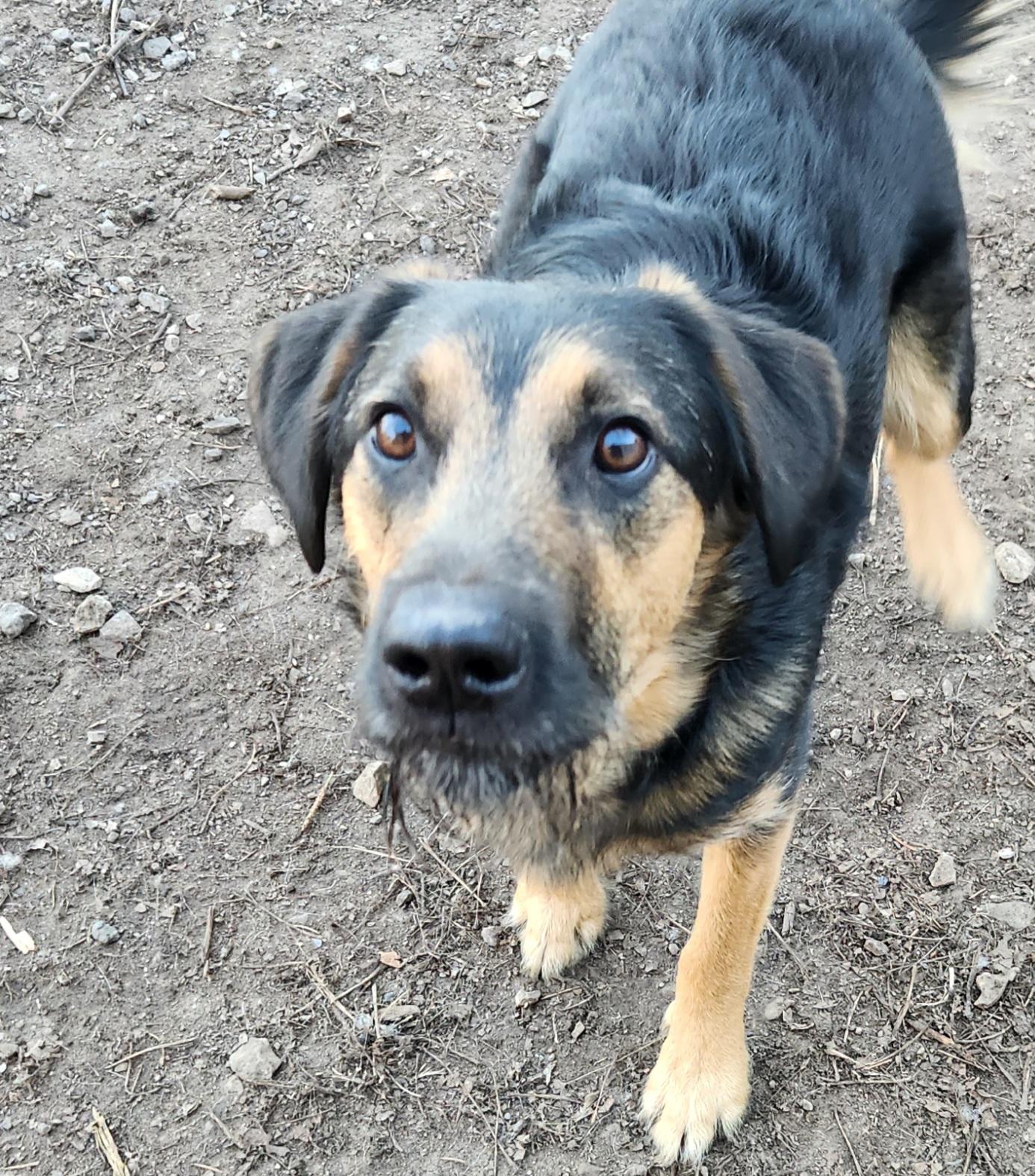 Enlarge Harley, an adoptable mixed breed in Liberty Center, OH image 6/6