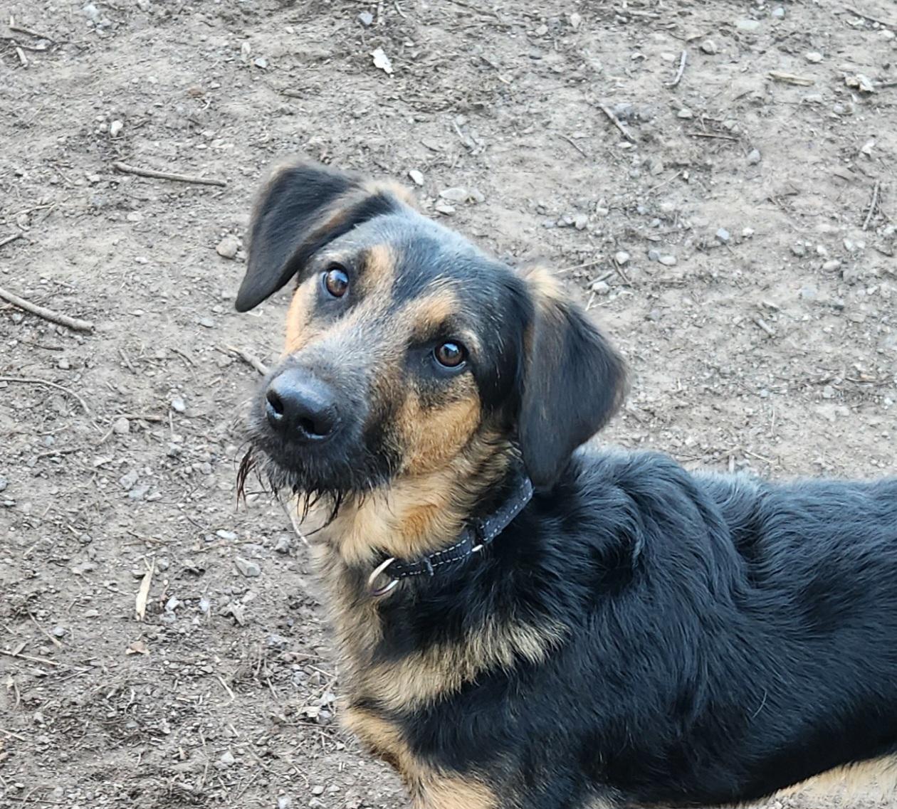 Enlarge Harley, an adoptable mixed breed in Liberty Center, OH image 4/6