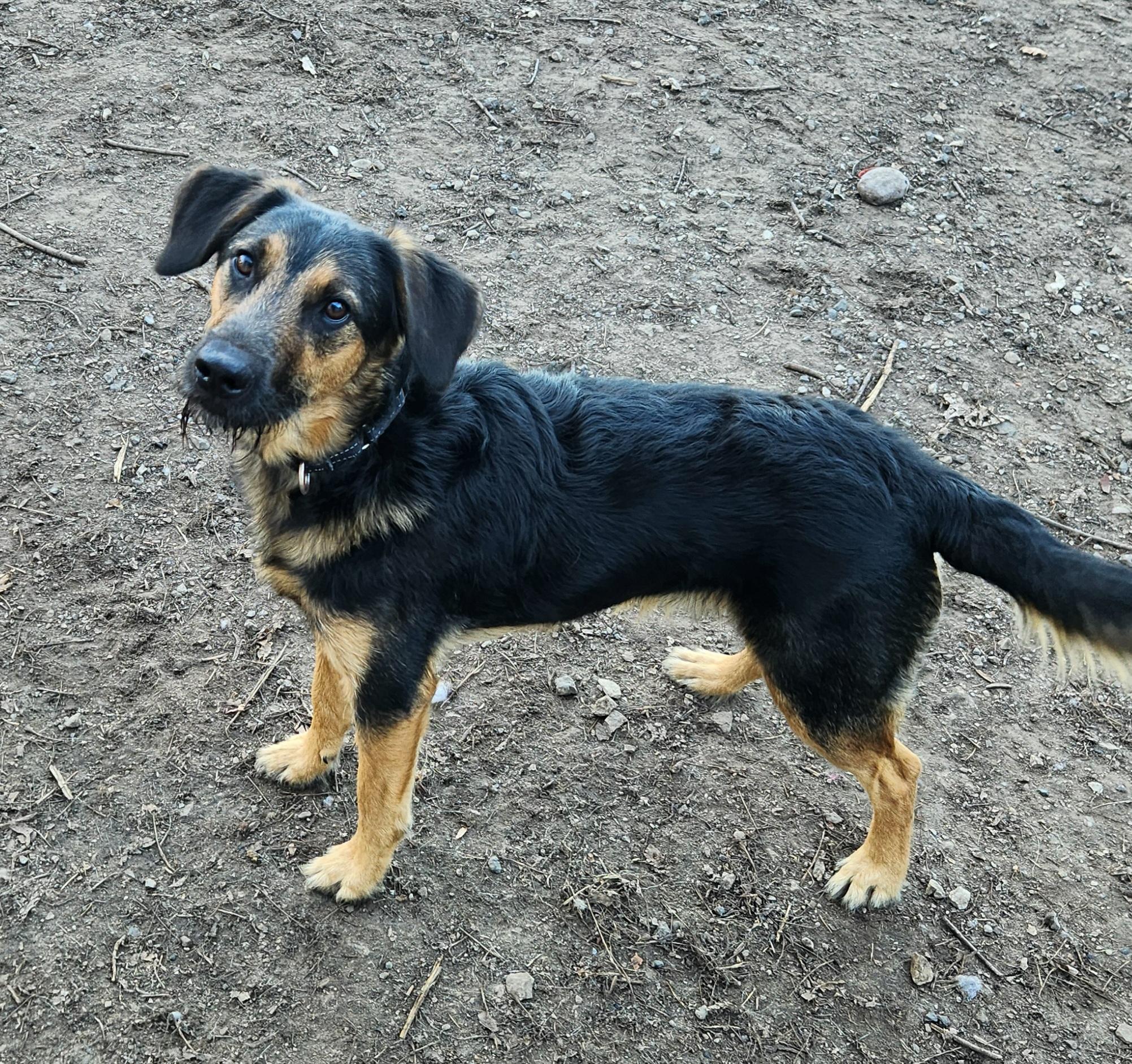 Enlarge Harley, an adoptable mixed breed in Liberty Center, OH image 3/6