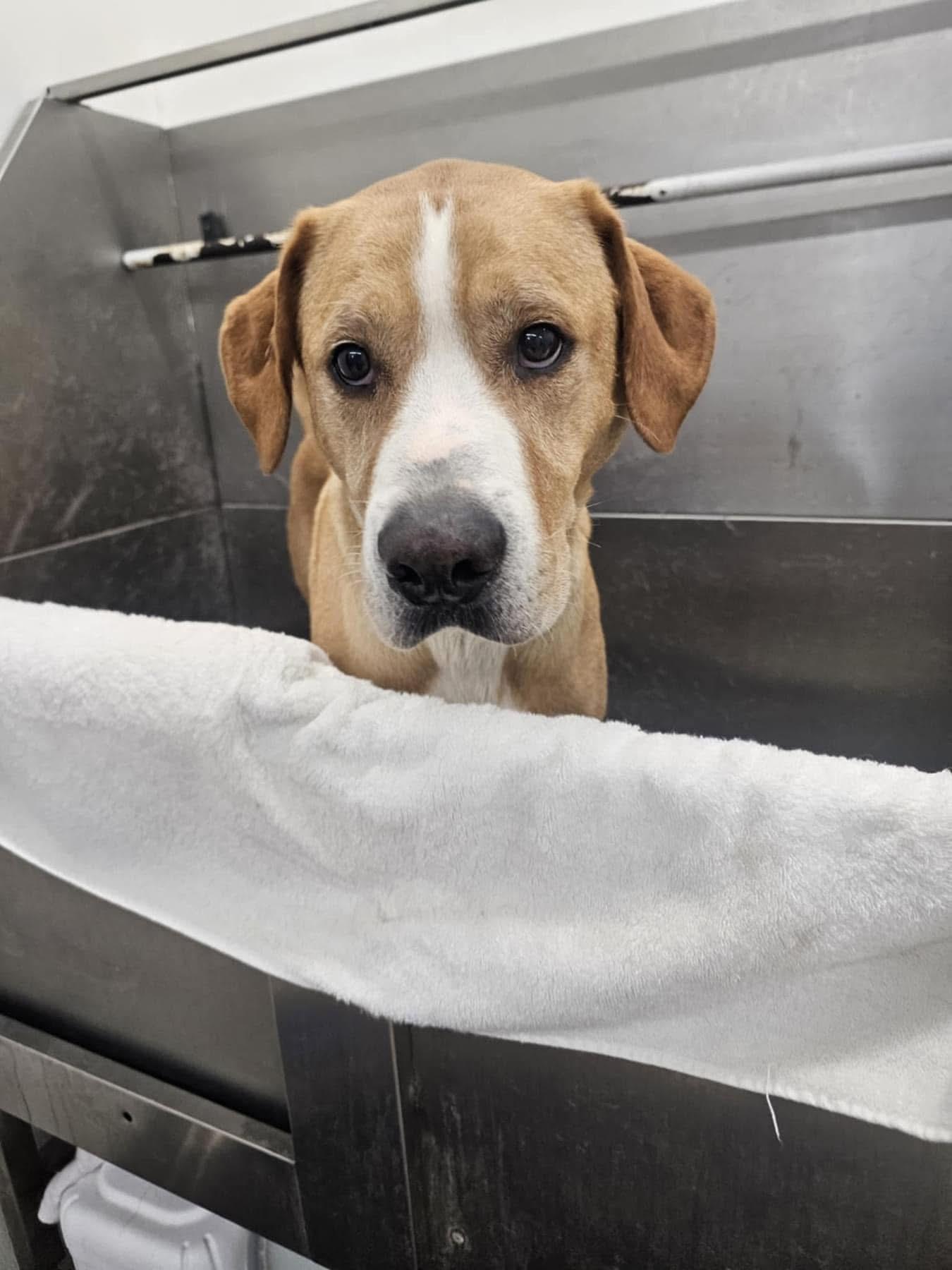 Butters, a Adoptable Mixed Breed in Hot Springs, AR image 1/4