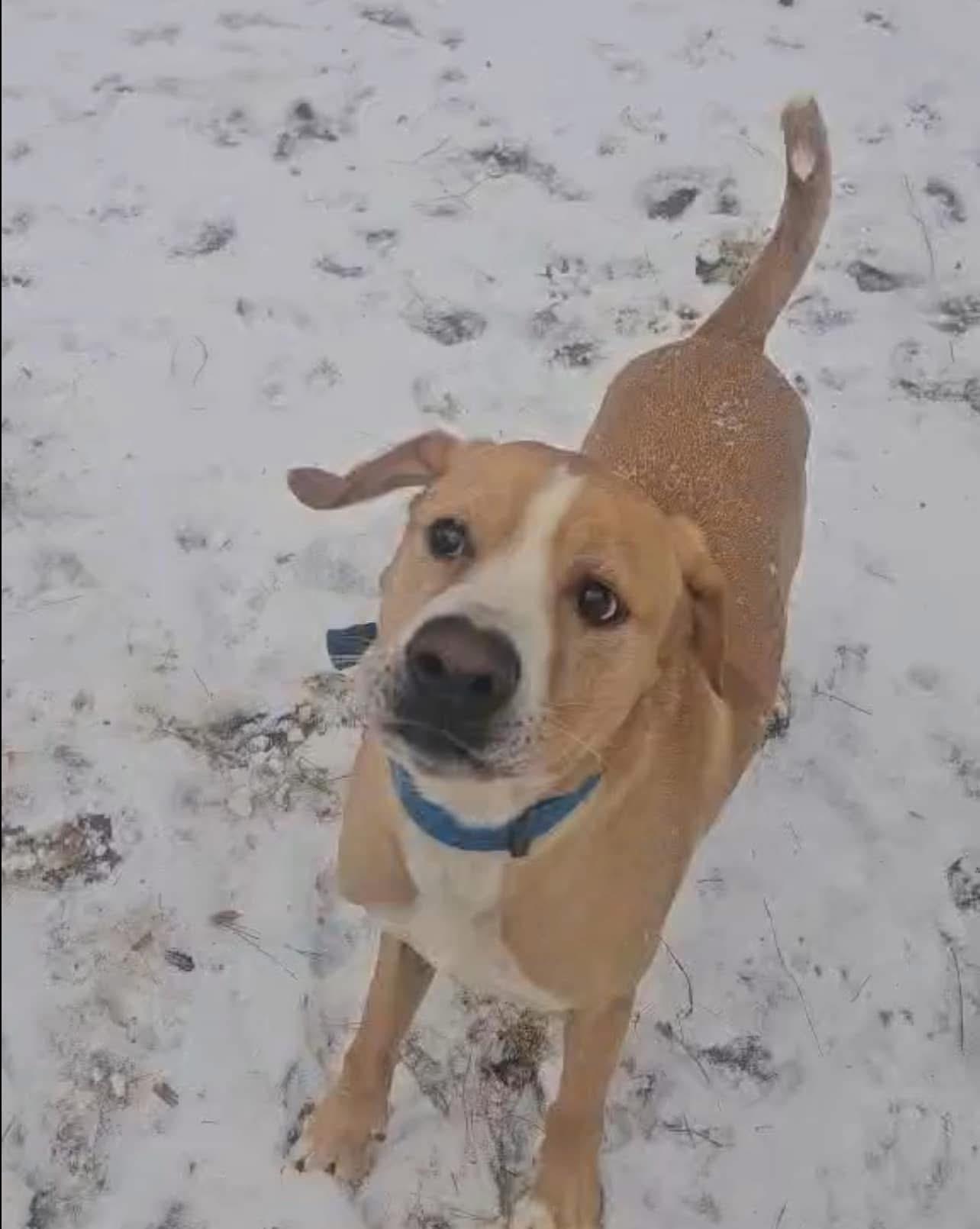 Butters, a Adoptable Mixed Breed in Hot Springs, AR image 2/4