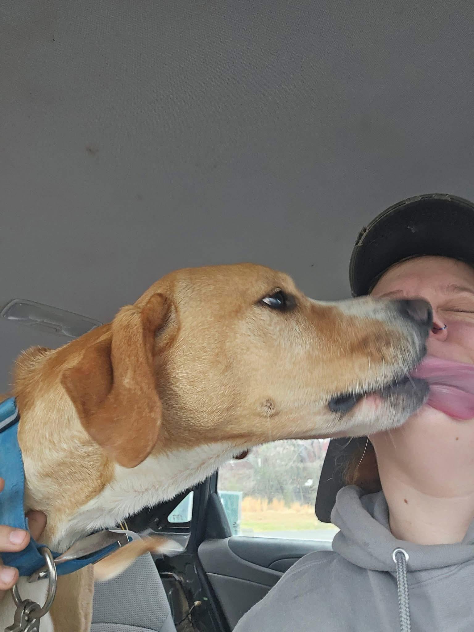 Butters, a Adoptable Mixed Breed in Hot Springs, AR image 3/4