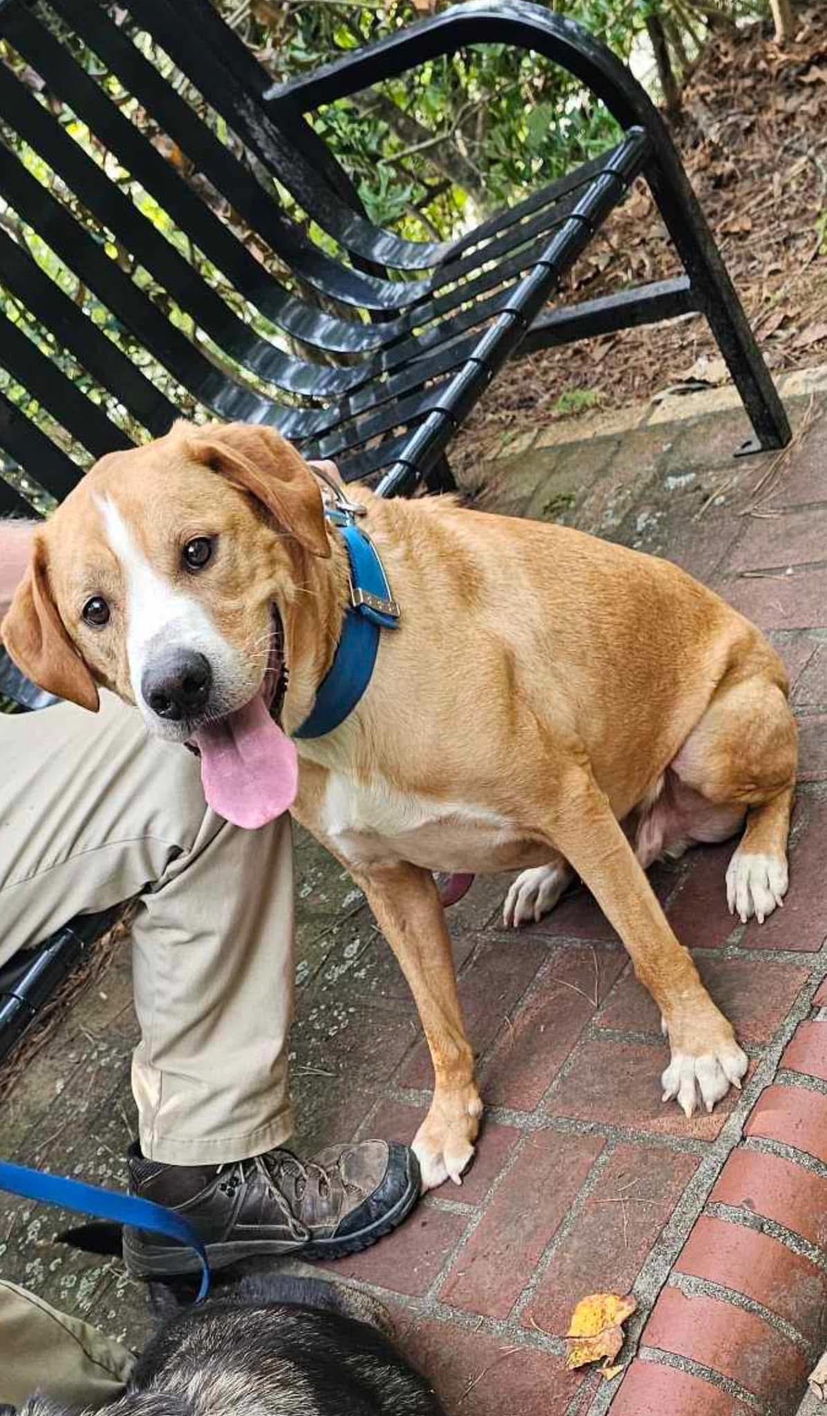 Butters, a Adoptable Mixed Breed in Hot Springs, AR image 4/4