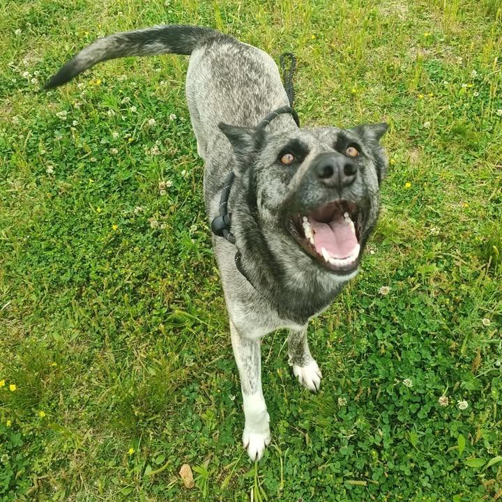 Iris, Adoptable, Young Female Shepherd.