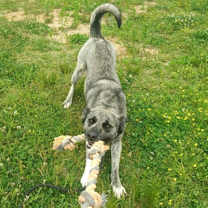 Enlarge Iris, a Adoptable Shepherd in Springdale, AR image 2/6