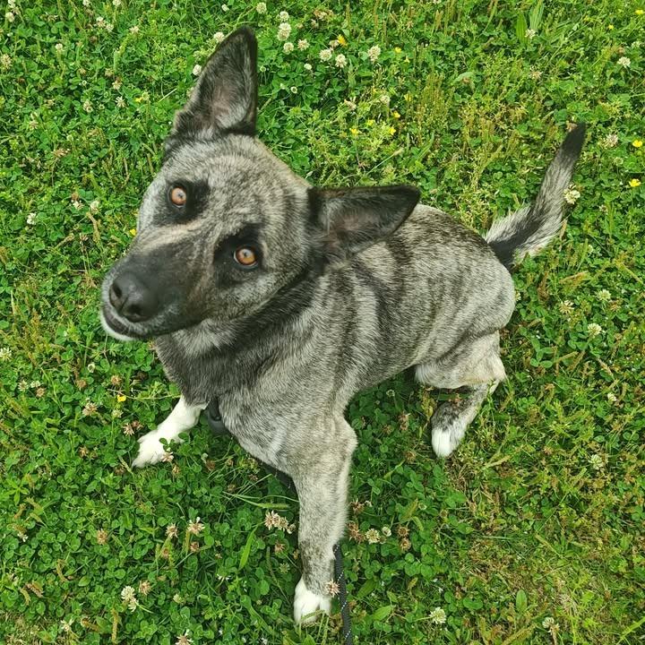 Enlarge Iris, a Adoptable Shepherd in Springdale, AR image 3/6