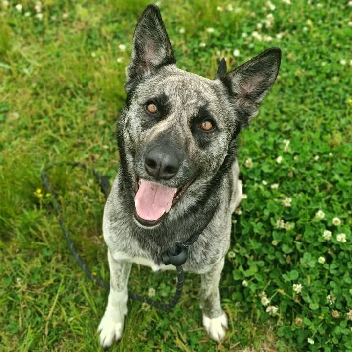 Enlarge Iris, a Adoptable Shepherd in Springdale, AR image 4/6