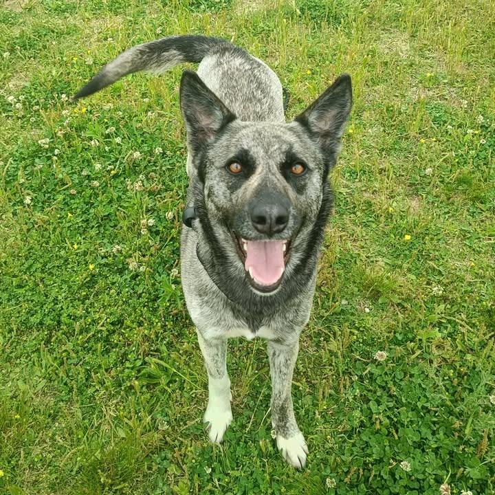 Enlarge Iris, a Adoptable Shepherd in Springdale, AR image 5/6