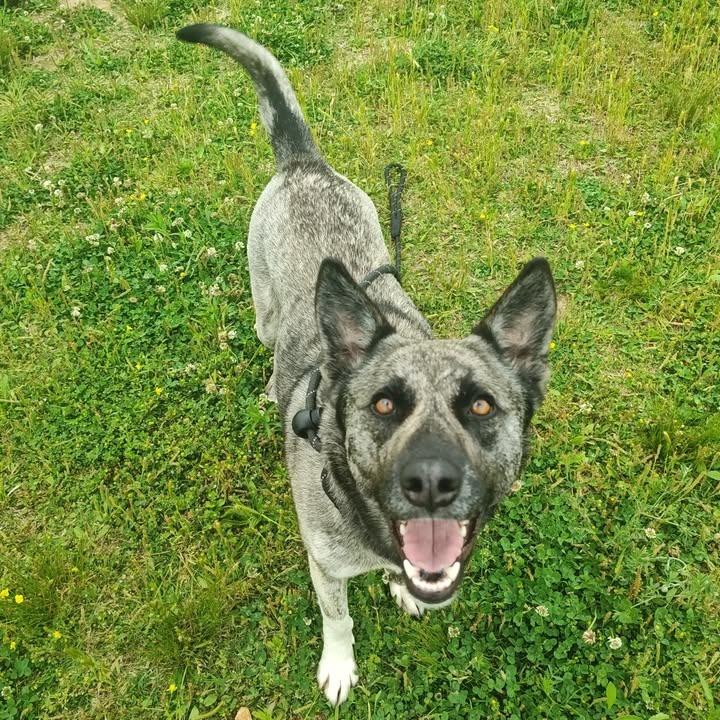 Enlarge Iris, a Adoptable Shepherd in Springdale, AR image 6/6