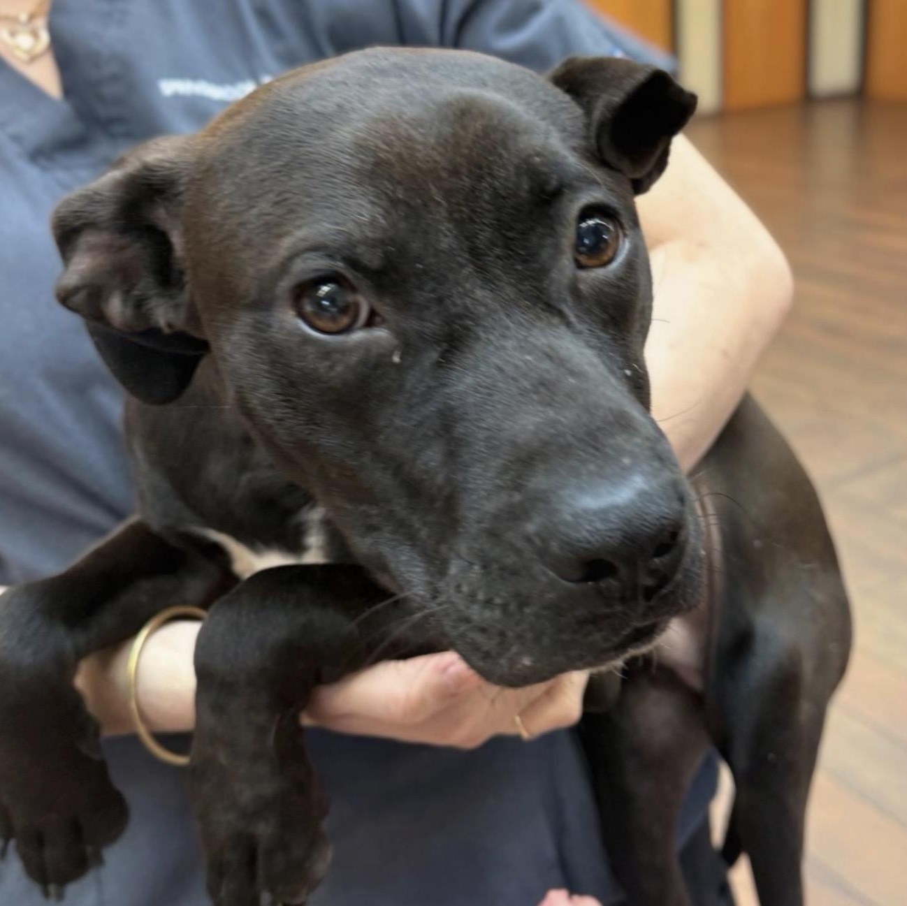 Timmy, a ADOPTABLE Pit Bull Terrier in Naperville, IL image 3/5