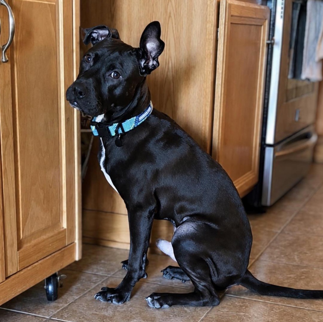 Timmy, ADOPTABLE, Young Male Pit Bull Terrier.