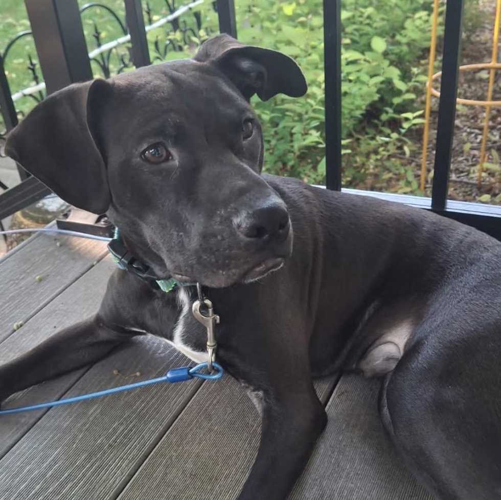 Timmy, a ADOPTABLE Pit Bull Terrier in Naperville, IL image 2/5