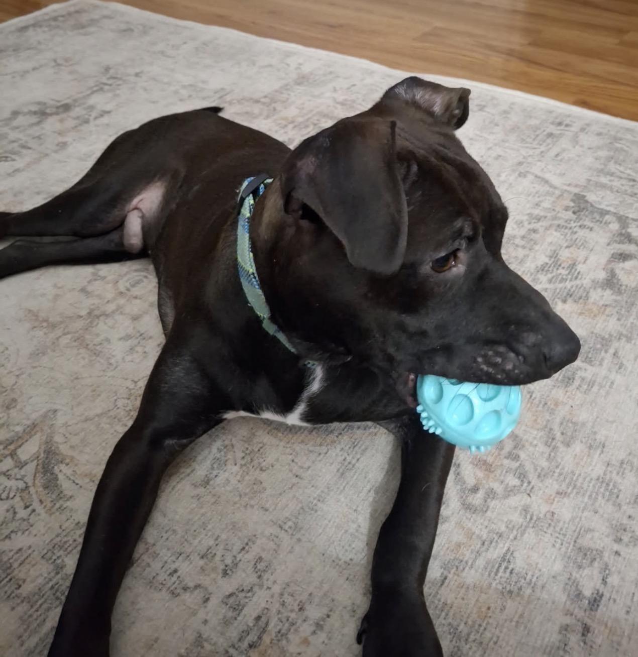 Timmy, a ADOPTABLE Pit Bull Terrier in Naperville, IL image 5/5