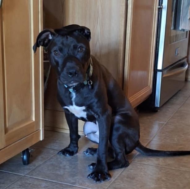 Timmy, a ADOPTABLE Pit Bull Terrier in Naperville, IL image 4/5