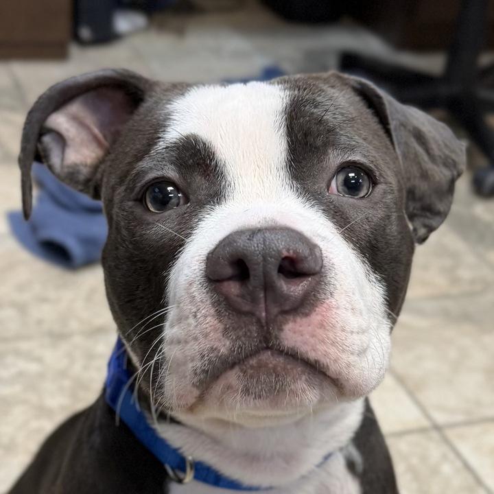 Enlarge Cordell, a ADOPTABLE mixed breed in Jefferson, WI image 1/1