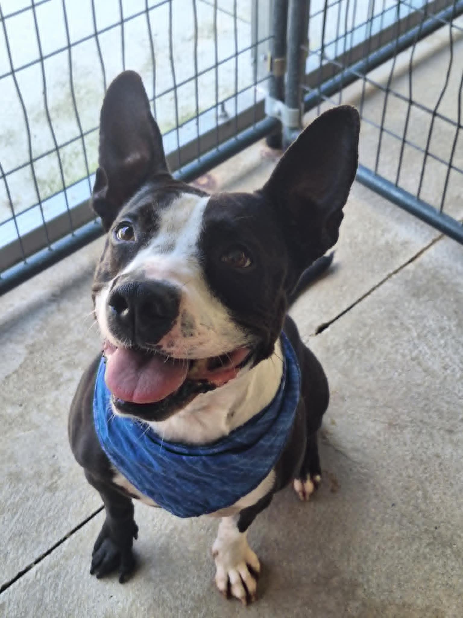 Amren, Adoptable, Adult Female Mixed Breed.