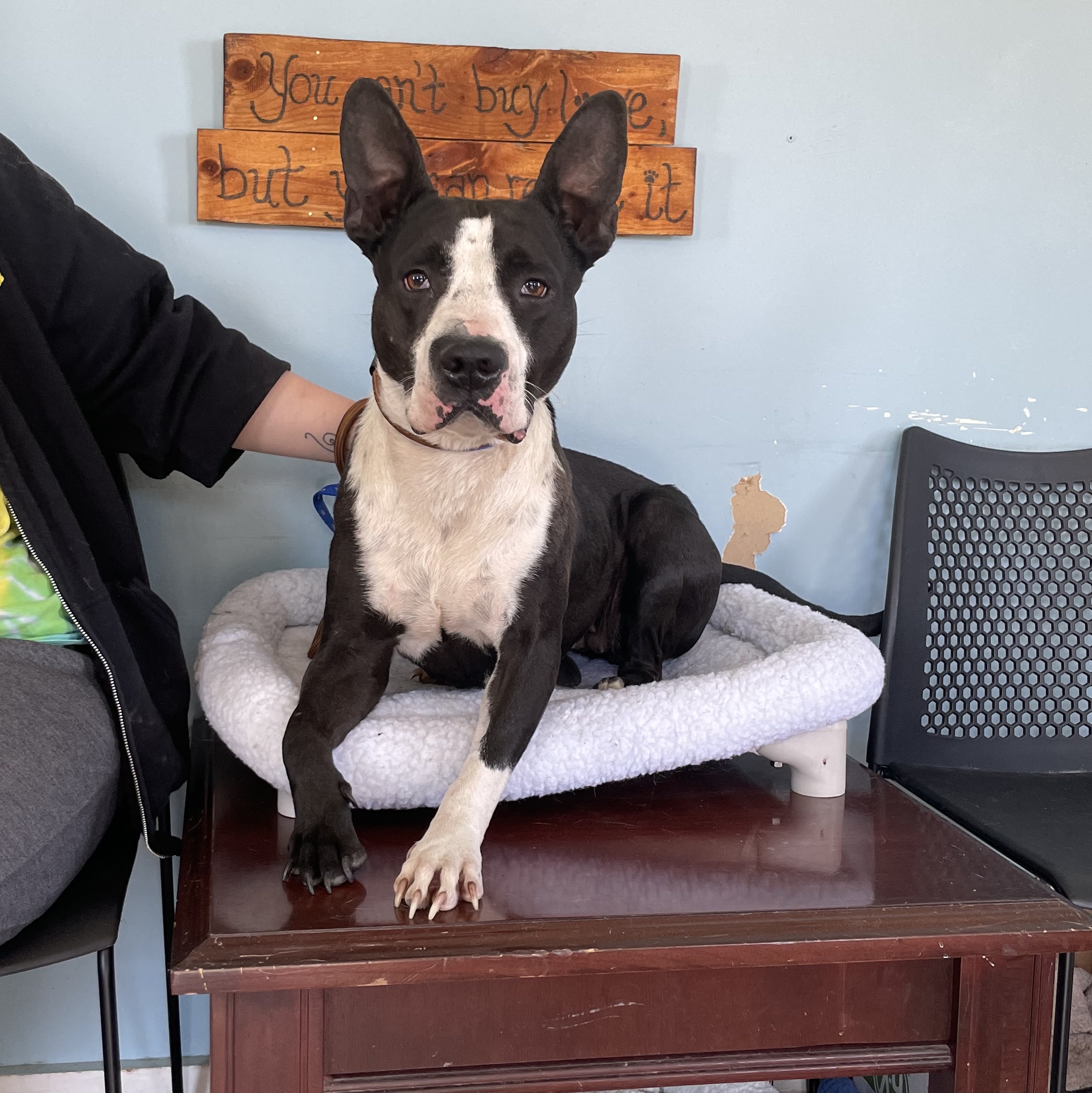 Amren, a Adoptable Mixed Breed in Anderson, IN image 4/4