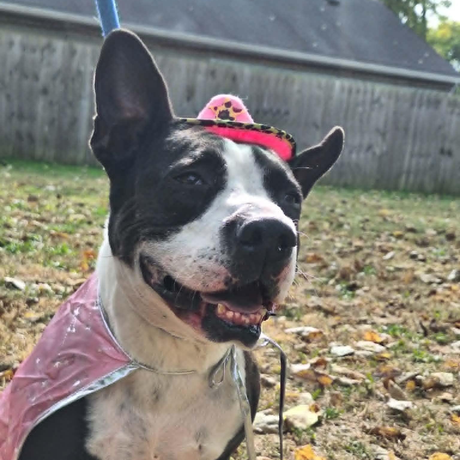 Enlarge Amren, a Adoptable Mixed Breed in Anderson, IN image 2/4