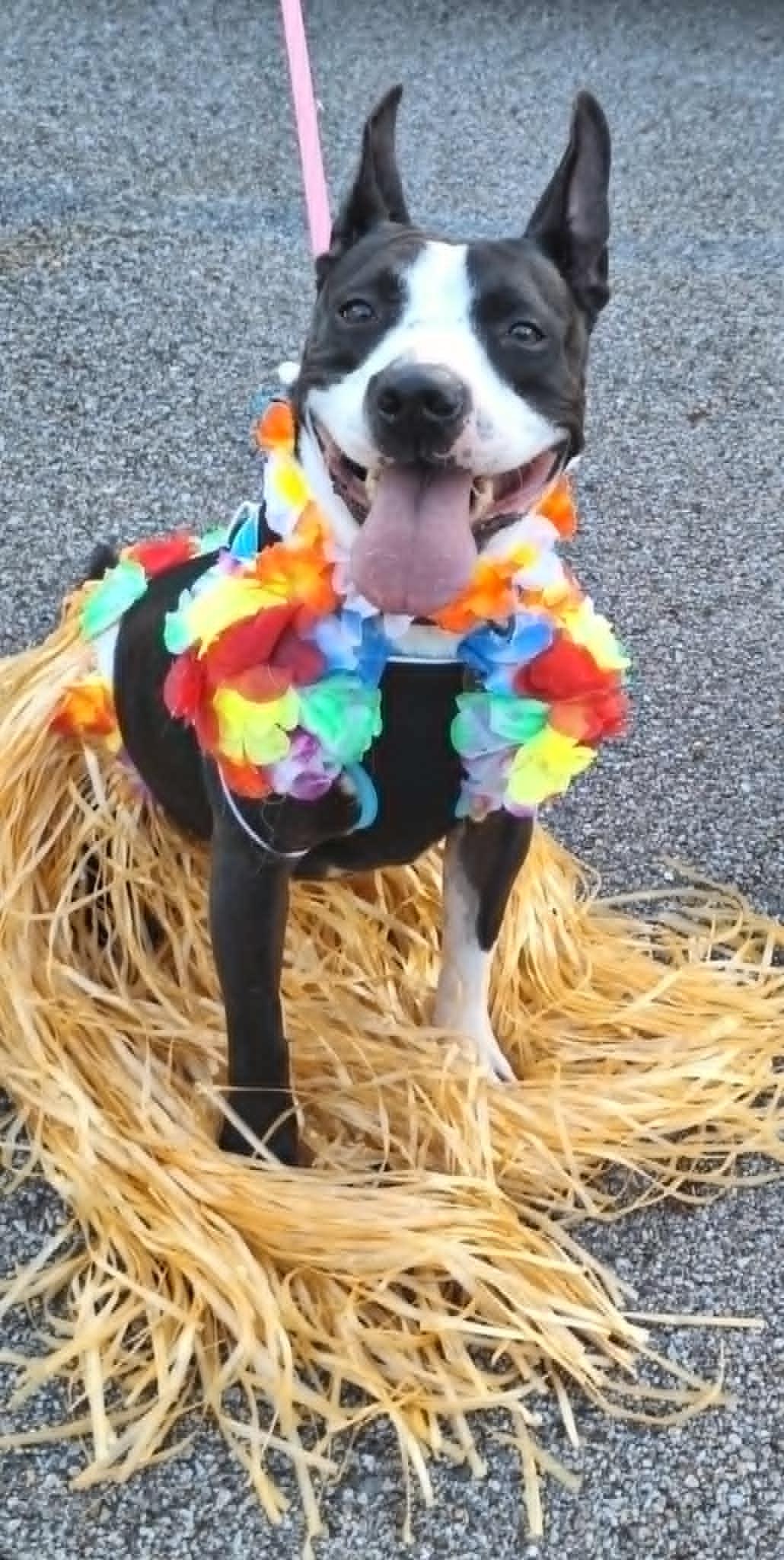 Amren, a Adoptable Mixed Breed in Anderson, IN image 3/4