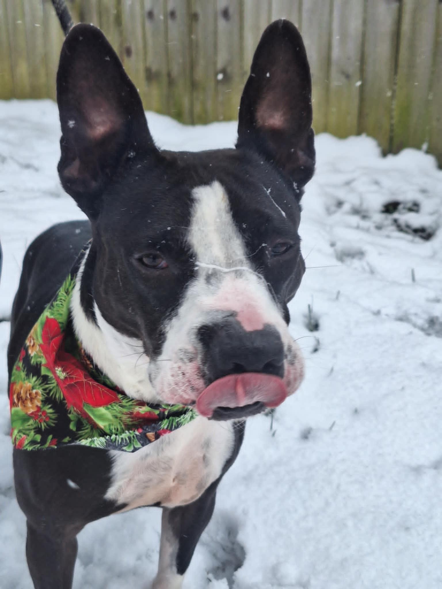 Amren, a Adoptable Mixed Breed in Anderson, IN image 2/4