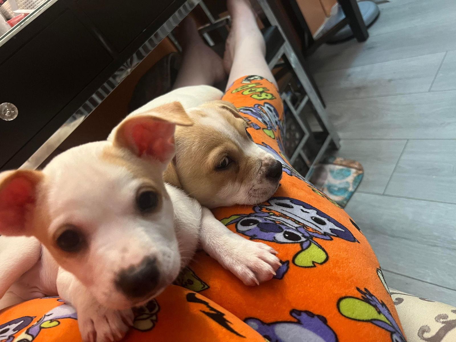 Moe, Adopted, Puppy Male Jack Russell Terrier & Chihuahua.