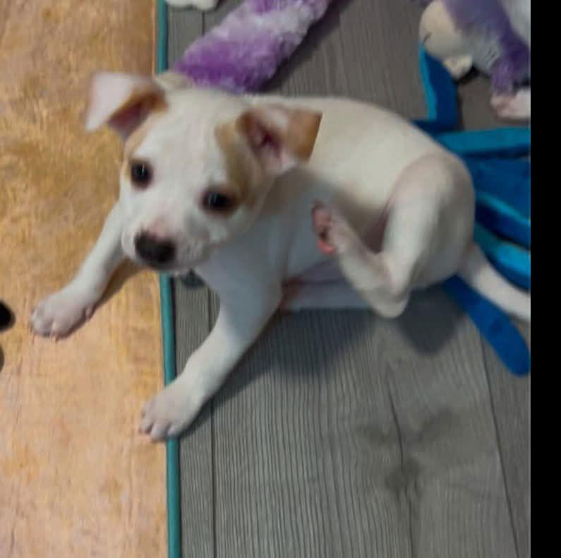 Moe, a Adopted mixed breed in Mint Hill, NC image 2/3