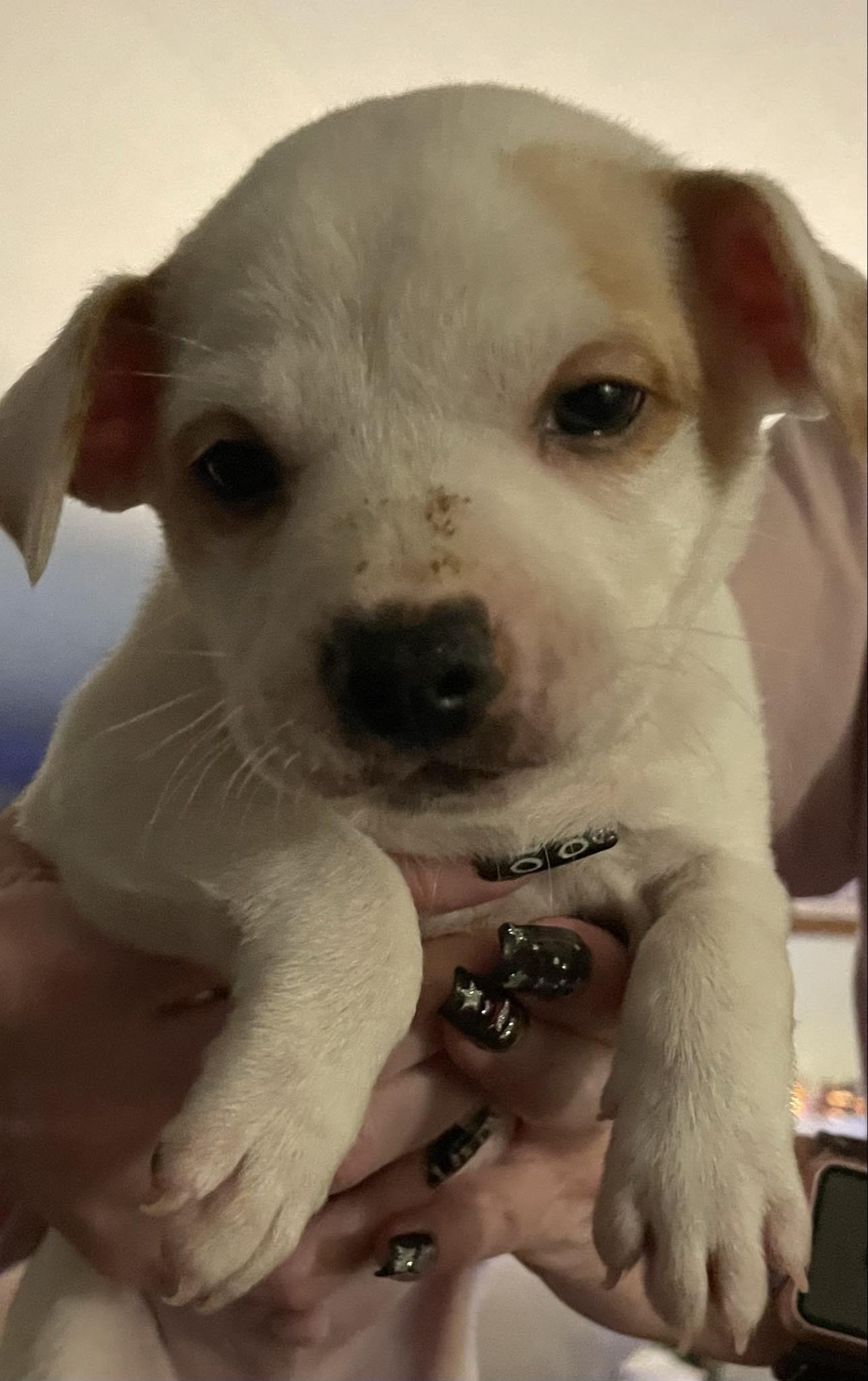 Moe, a Adopted mixed breed in Mint Hill, NC image 3/3