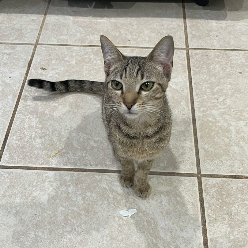 Enlarge Acorn, a Adoptable Domestic Short Hair in Pembroke Pines, FL image 1/4