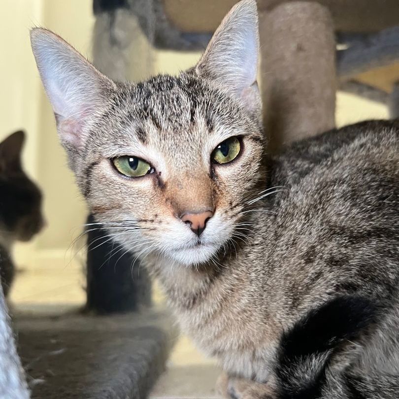 Enlarge Acorn, a Adoptable Domestic Short Hair in Pembroke Pines, FL image 2/4