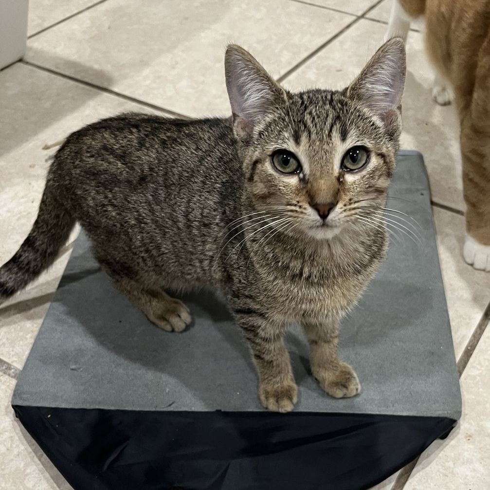 Enlarge Acorn, a Adoptable Domestic Short Hair in Pembroke Pines, FL image 3/4