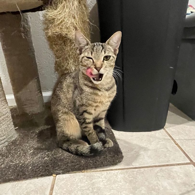 Enlarge Acorn, a Adoptable Domestic Short Hair in Pembroke Pines, FL image 4/4