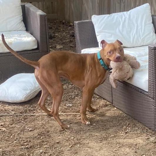 Habi, Adoptable, Adult Male Mixed Breed.