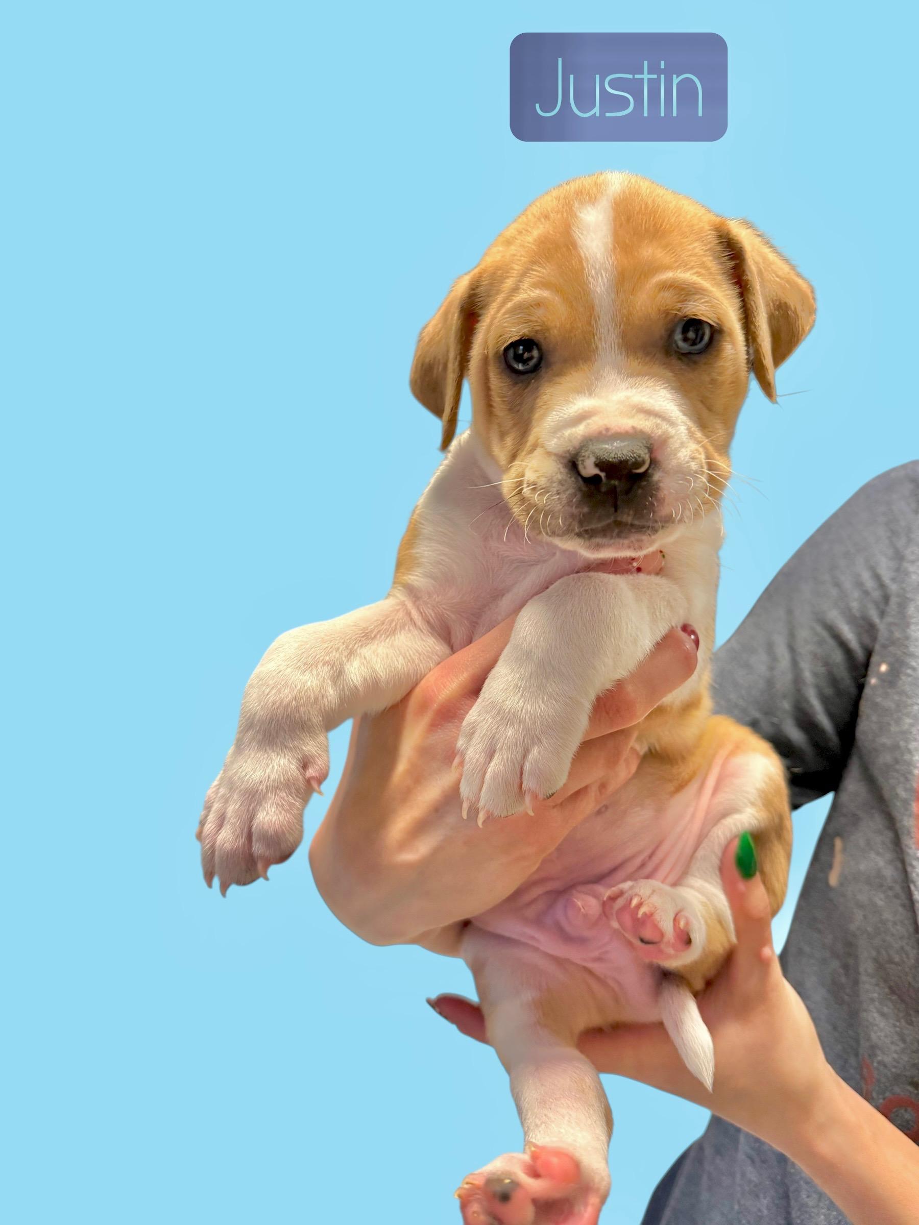 J litter  Justin, Adoptable, Puppy Male Pit Bull Terrier.