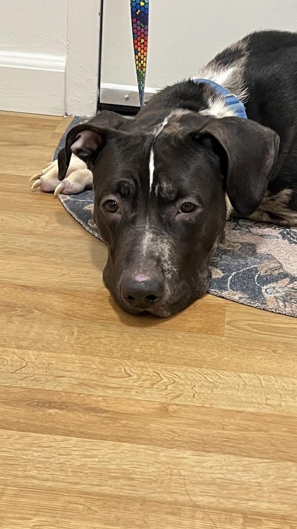 Enlarge One Bunzy, a Adoptable mixed breed in New York, NY image 1/1