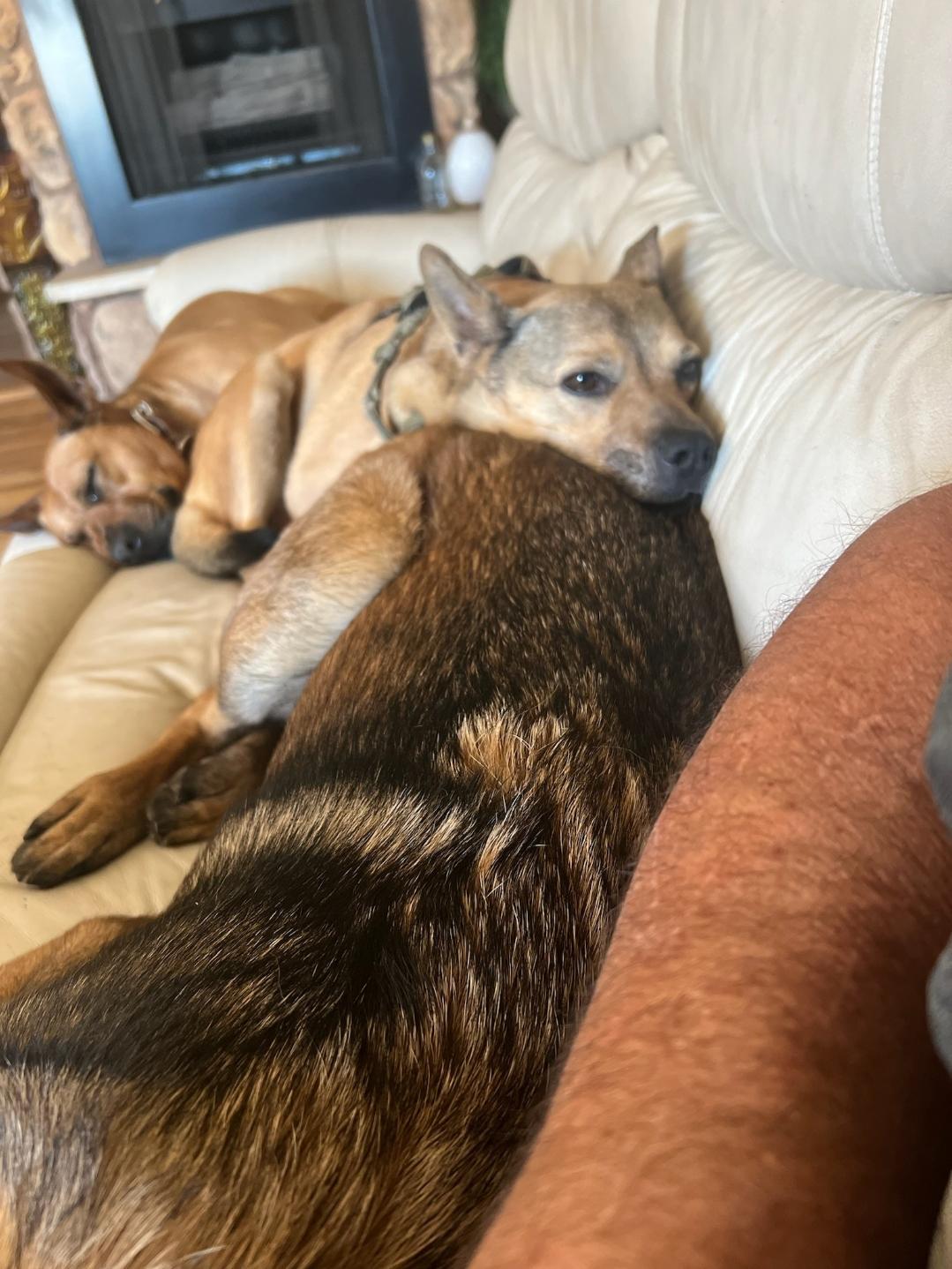 Tina, Adoptable, Young Female Australian Cattle Dog / Blue Heeler & Shepherd.