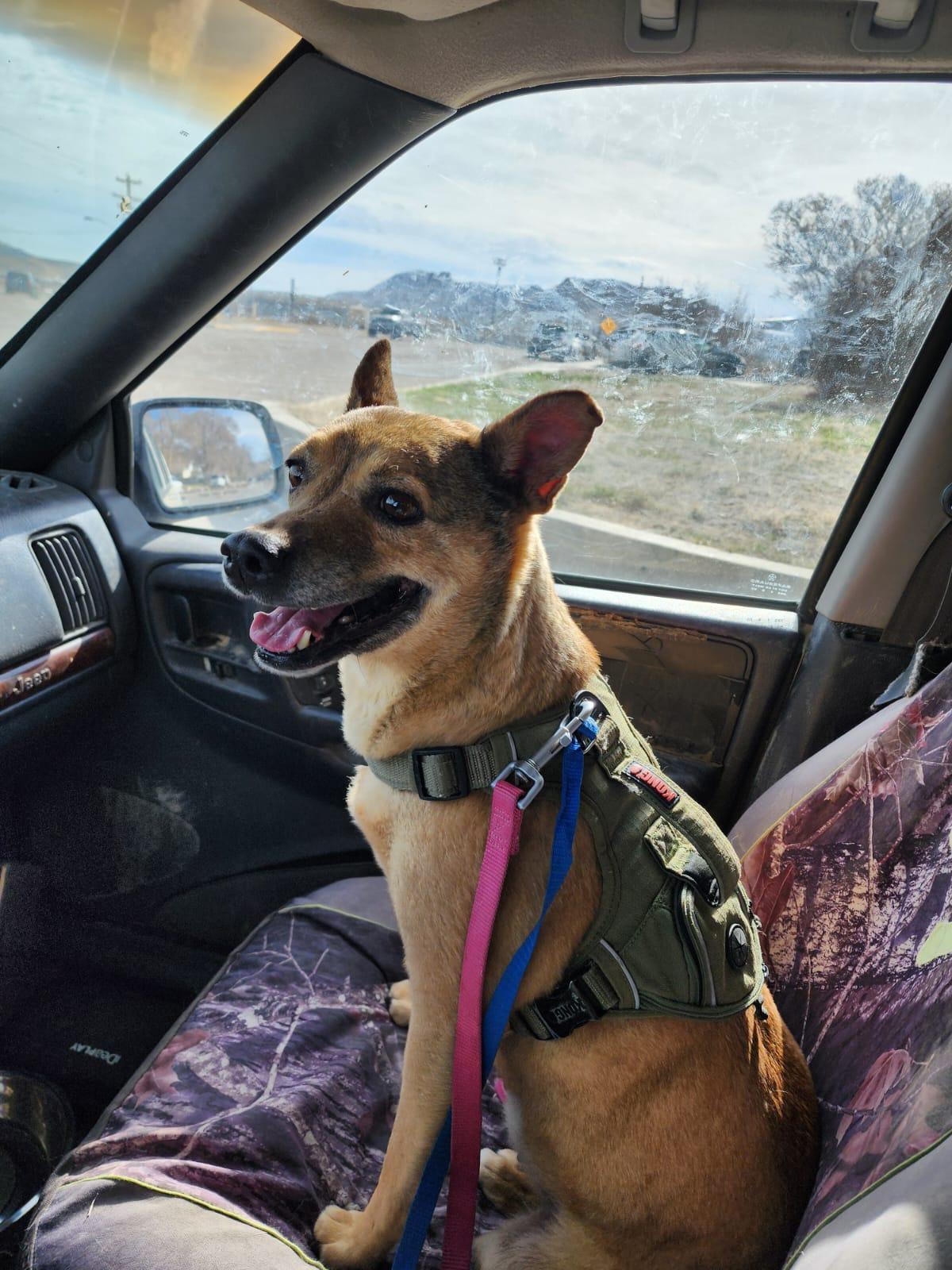 Tina, Adoptable, Young Female Australian Cattle Dog / Blue Heeler & Shepherd.