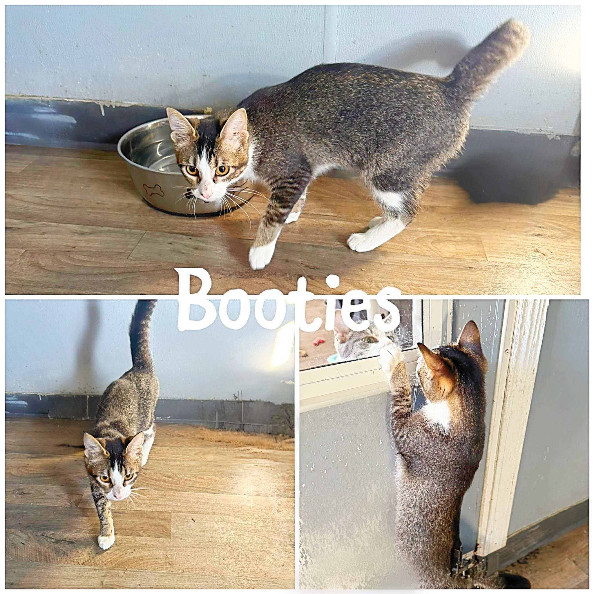 Enlarge Booties, an adopted Domestic Short Hair in Saint James, MO image 1/1