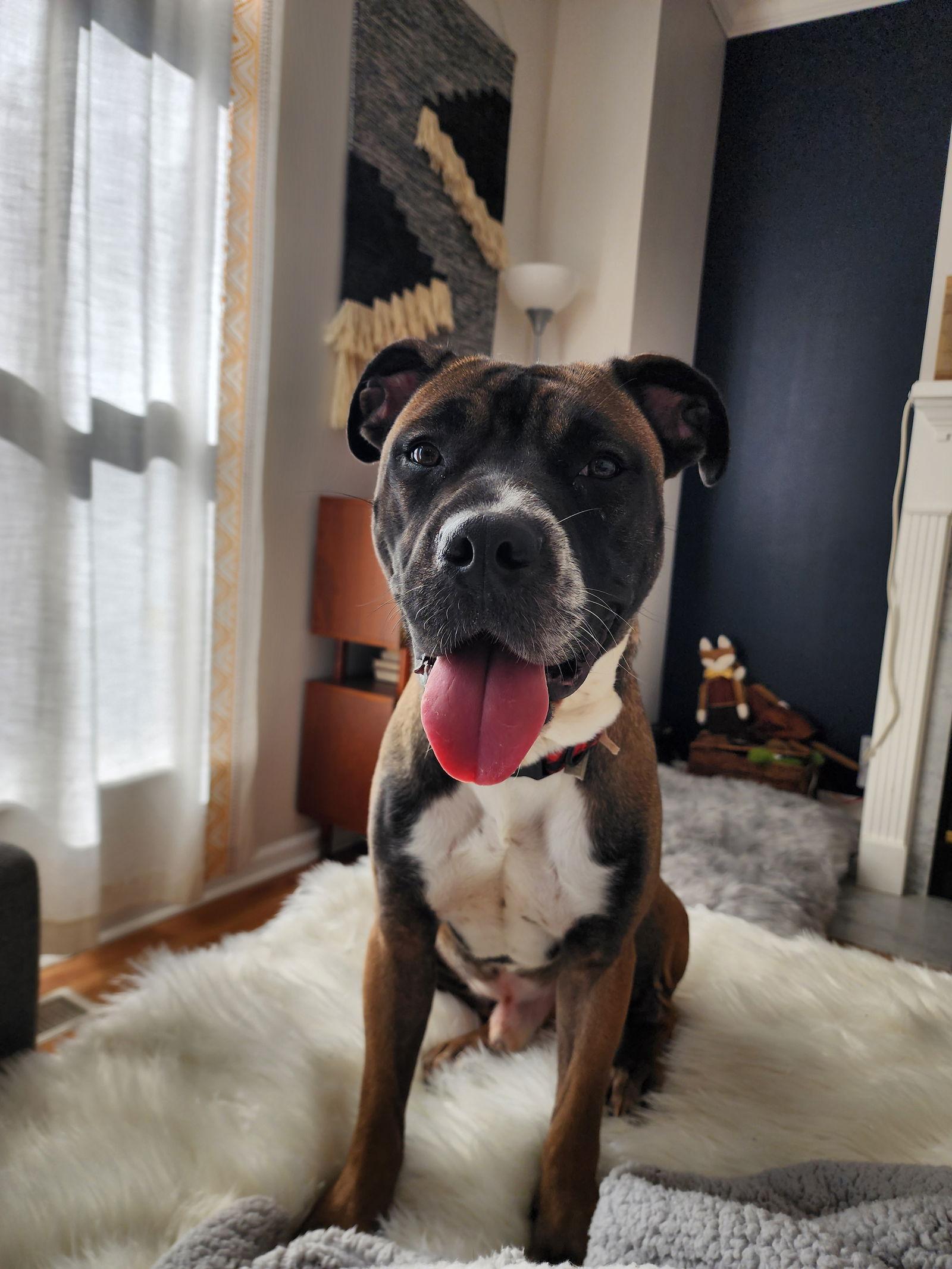 Kobe, Adoptable, Adult Male Boxer & Terrier.
