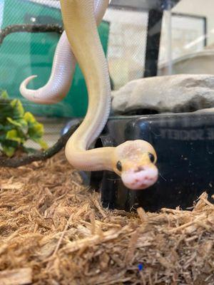 Saber, a Adopted Ball Python in Guelph, ON image 2/4