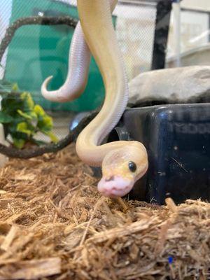 Saber, a Adopted Ball Python in Guelph, ON image 3/4