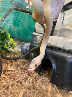 Saber, a Adopted Ball Python in Guelph, ON image 4/4