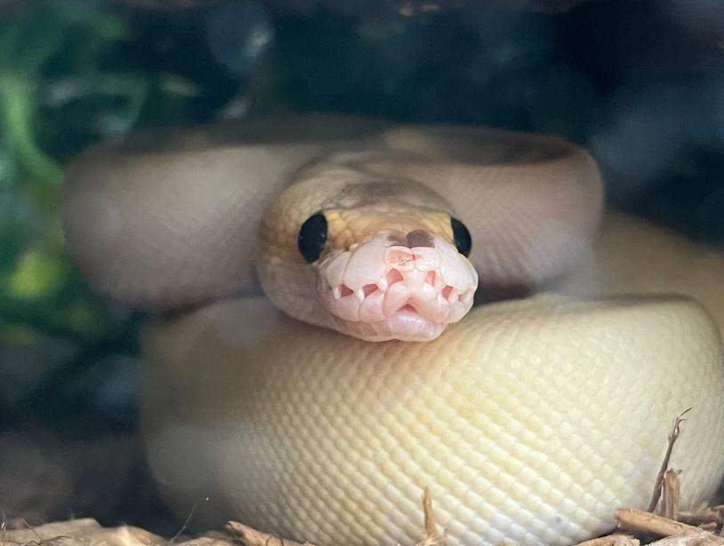 Saber, a Adopted Ball Python in Guelph, ON image 1/4