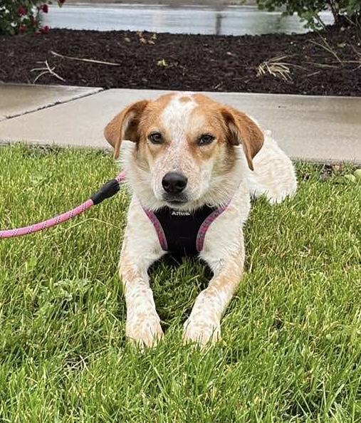 Sadie * MN/CA, an adoptable Australian Cattle Dog / Blue Heeler, Cattle Dog in Kearney, NE, 68847 | Photo Image 2